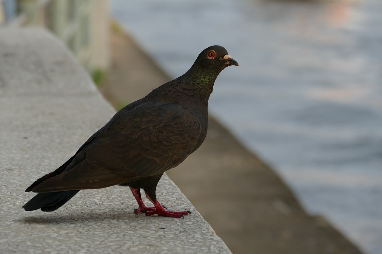 dove nature bird free photo