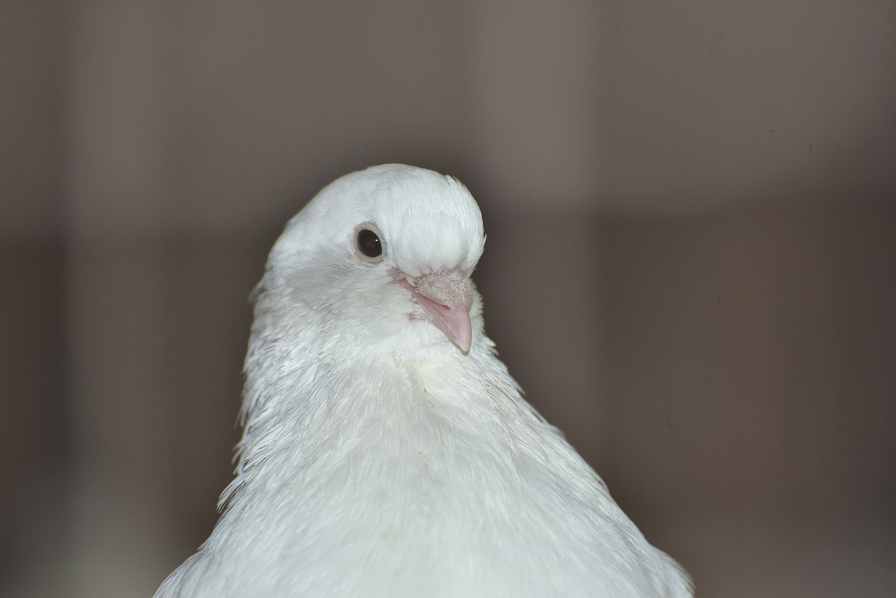 dove white bird free photo