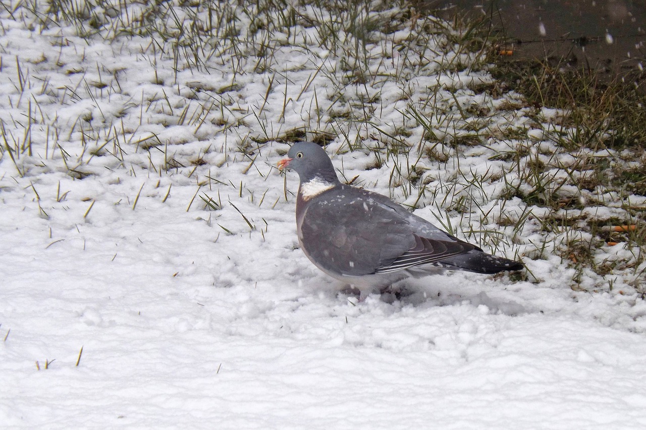 dove bird snow free photo