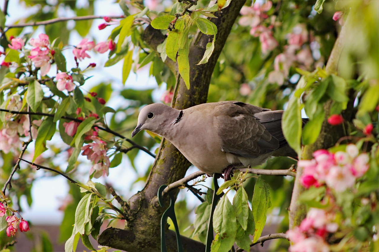 dove tree perch free photo