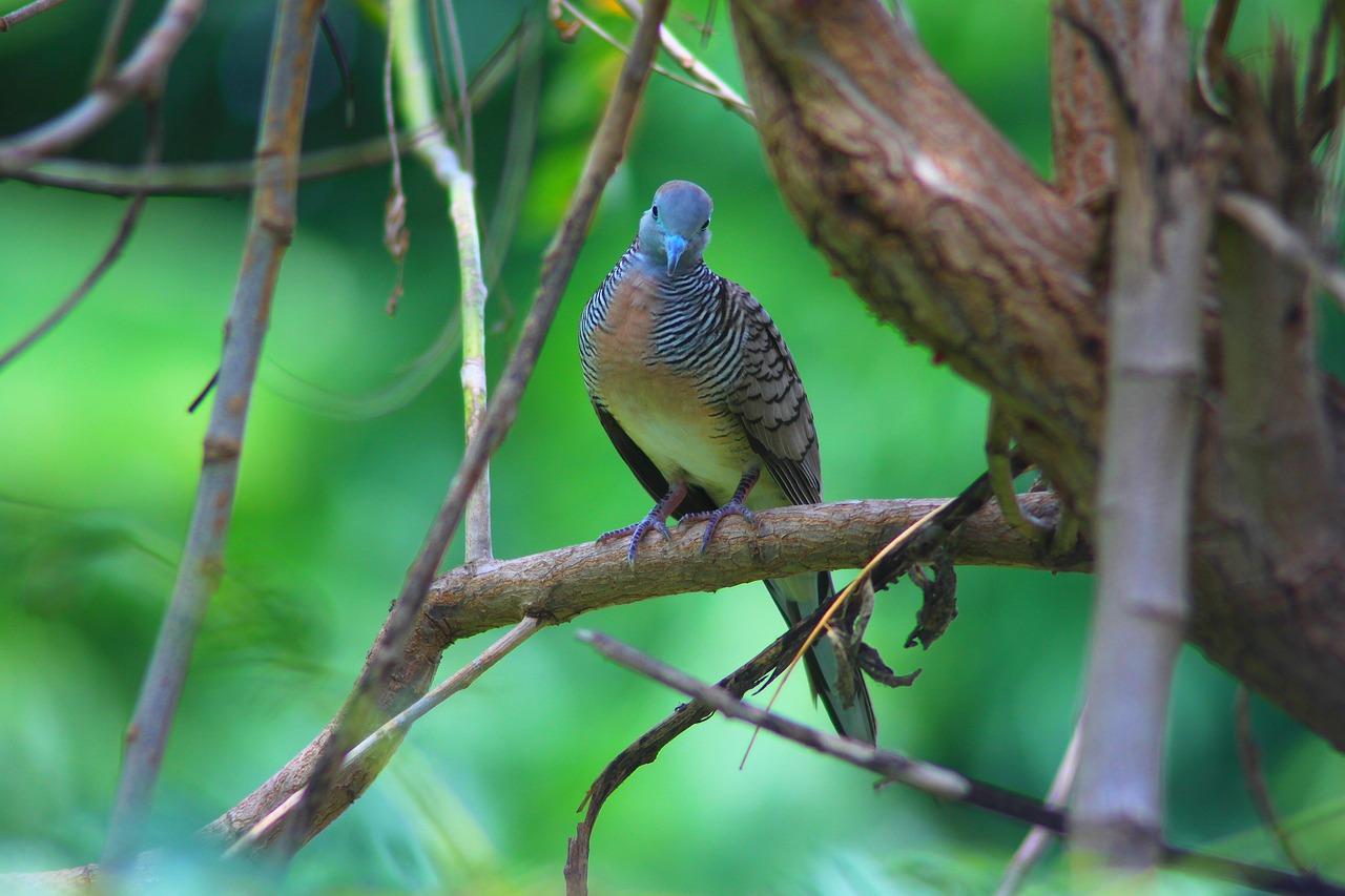 dove birds animals free photo