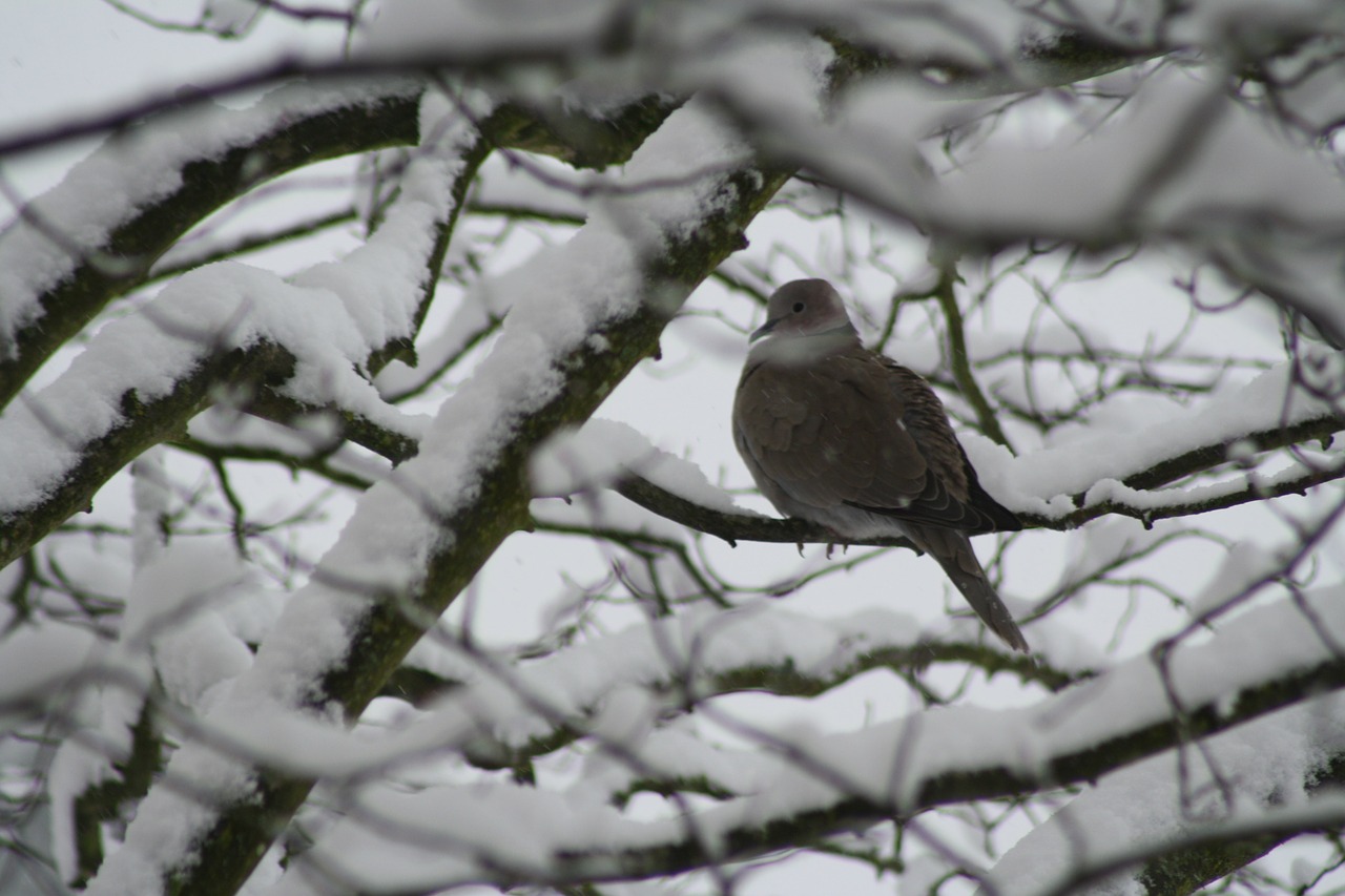 dove tree winter free photo