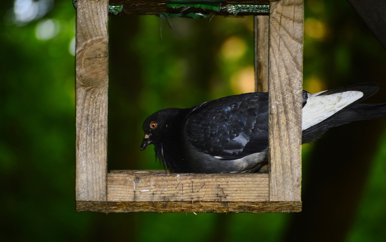 dove bird feathered race free photo