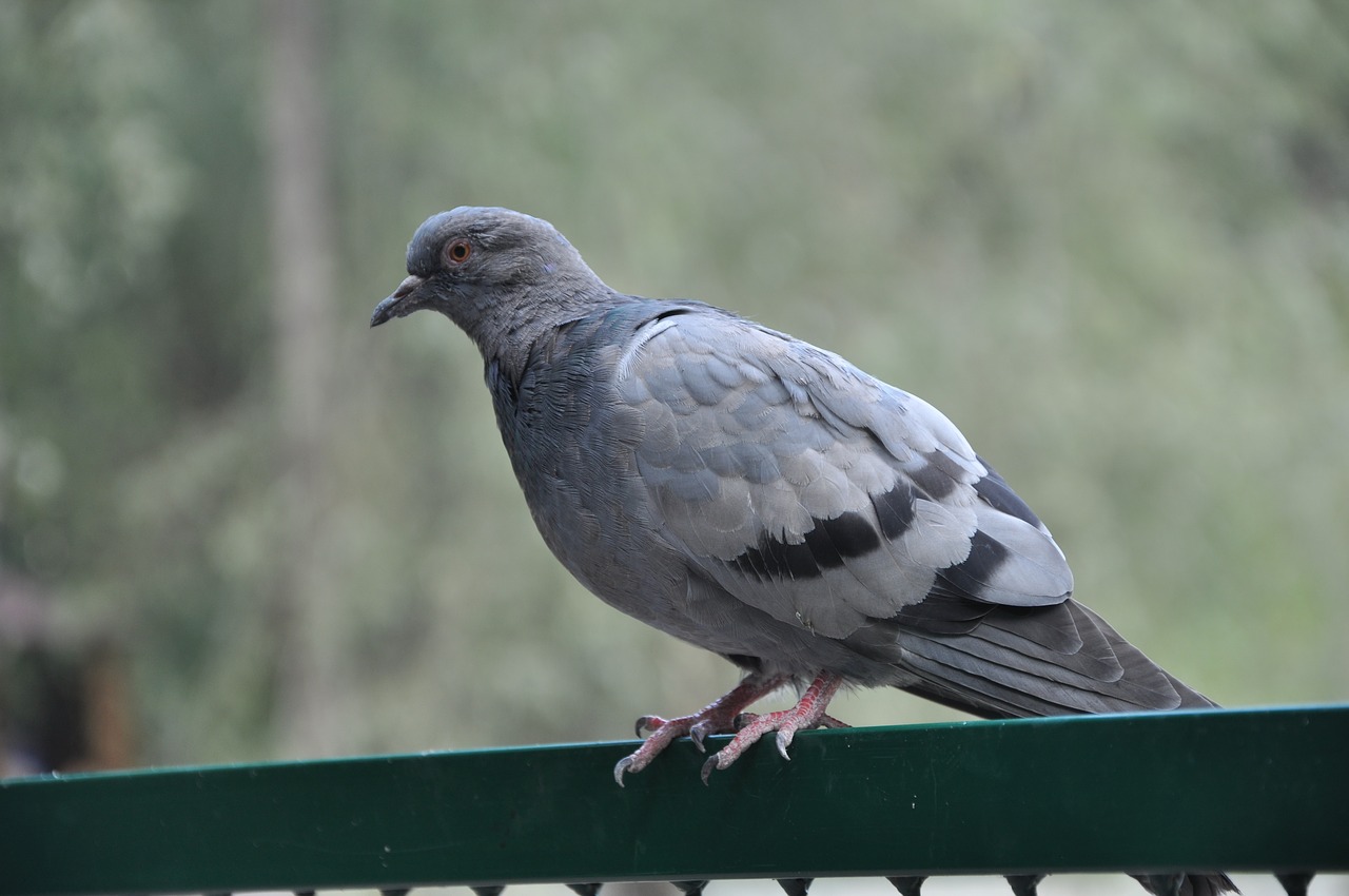 dove bird pigeons free photo