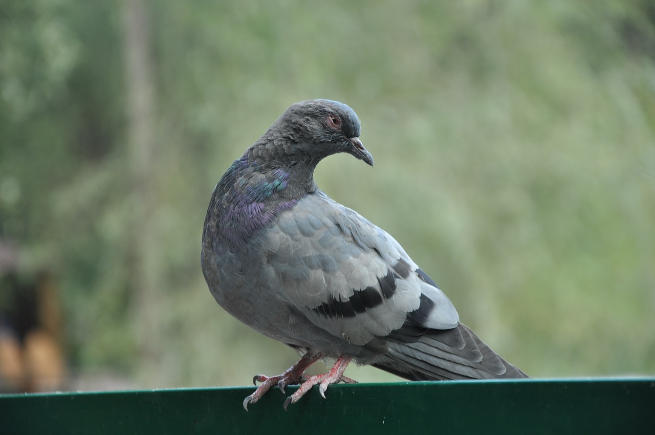 dove bird pigeons free photo