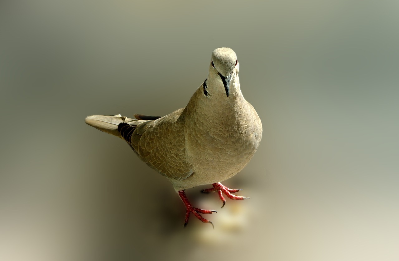 dove bird poses free photo