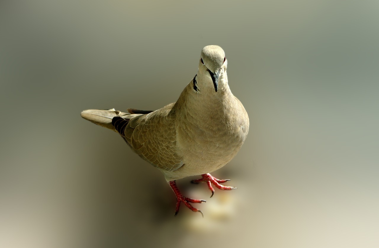 Edit free photo of Dove,bird,poses,pose,messenger - needpix.com