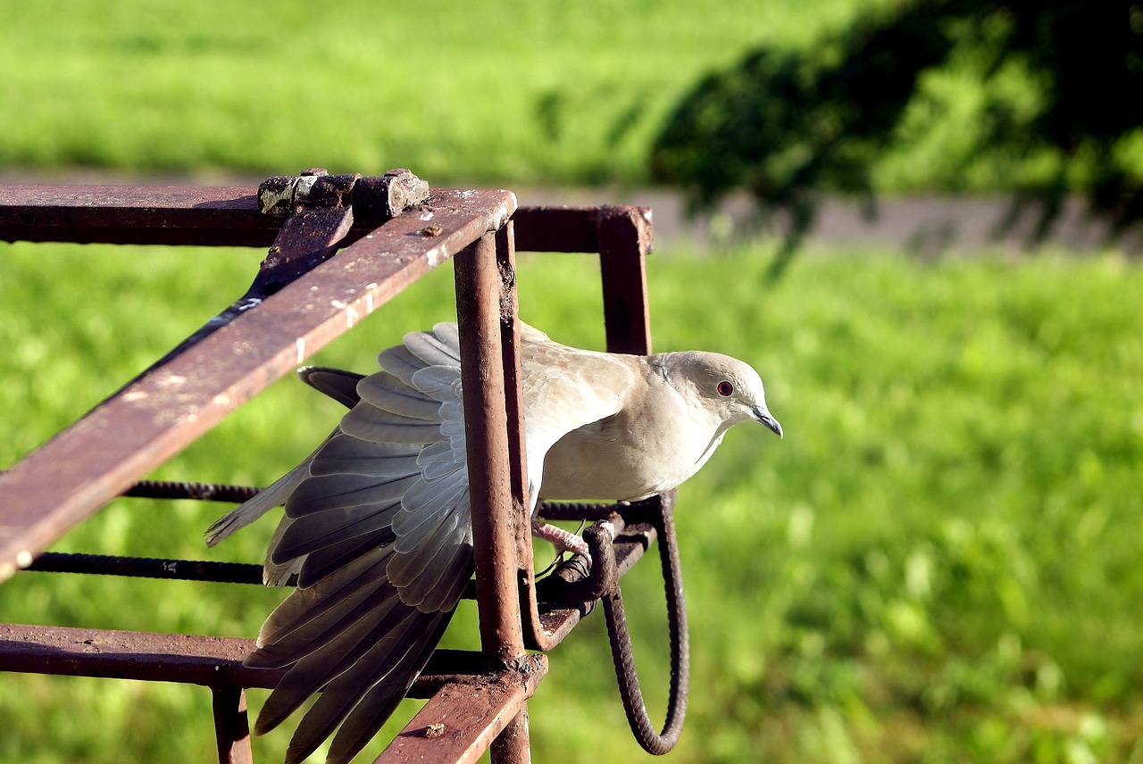 dove bird wings free photo