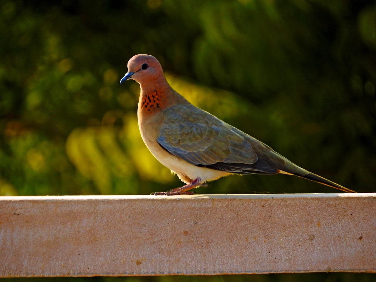 dove bird peace free photo