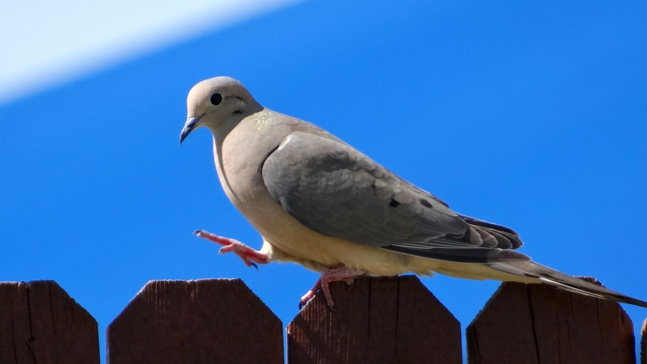 dove bird fly free photo