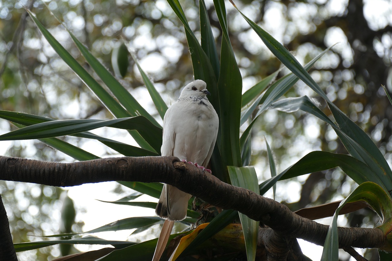 dove palm white free photo