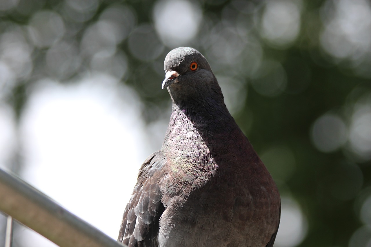 dove rock pigeon columba livia free photo