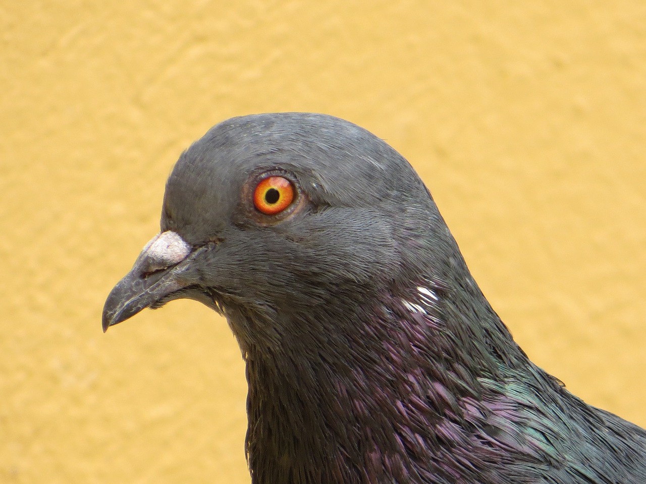 dove bird pigeon free photo
