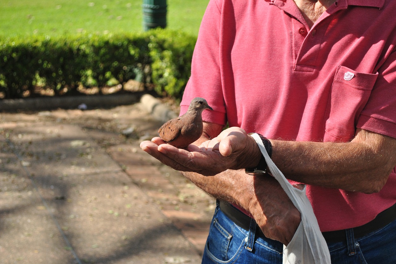 dove bird food free photo