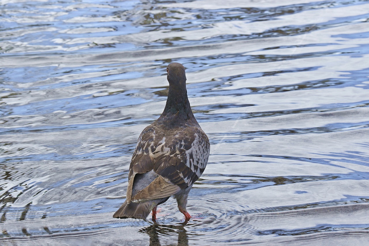 dove bath in the water free photo