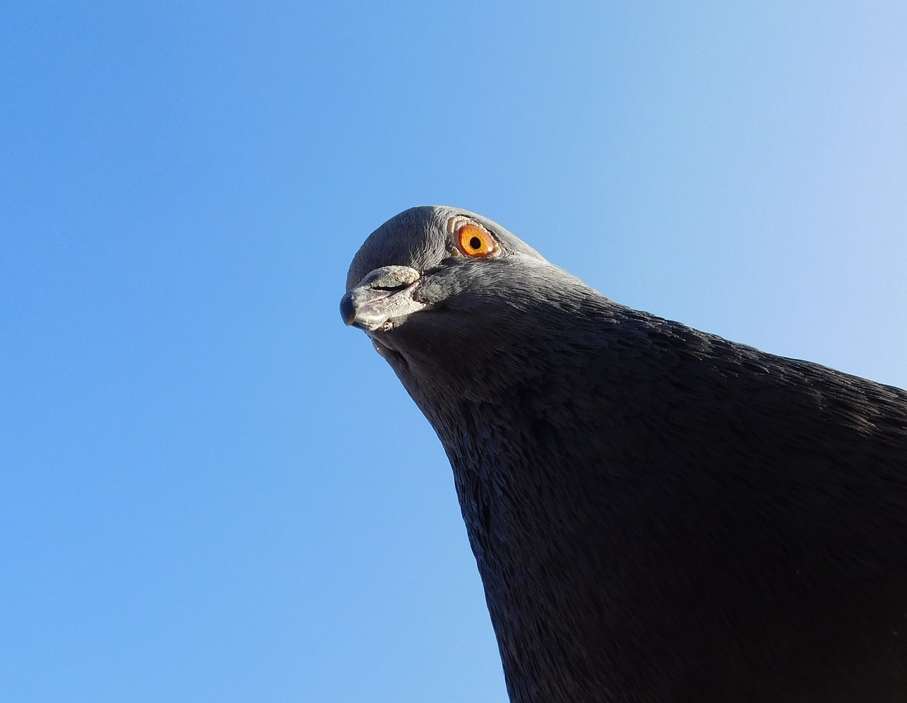 dove bird head bird free photo