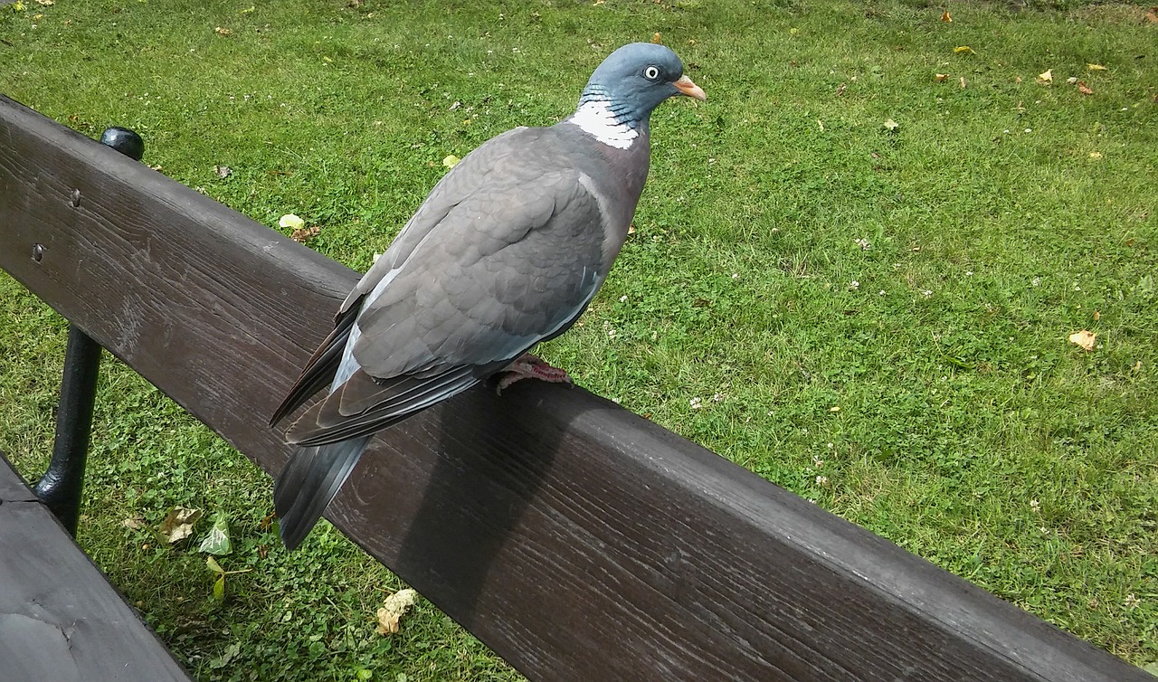 dove bird nature free photo