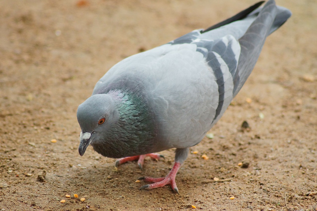 dove pigeons birds free photo