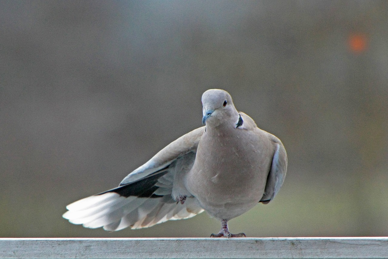 dove winter care free photo