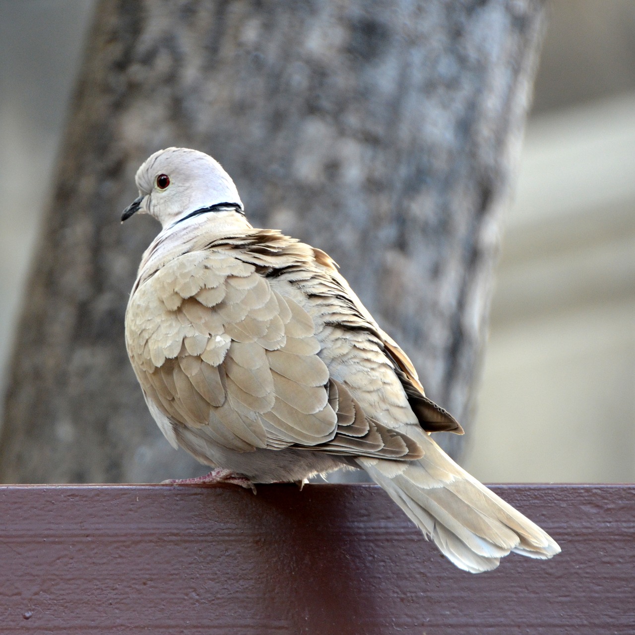 dove bird animal free photo