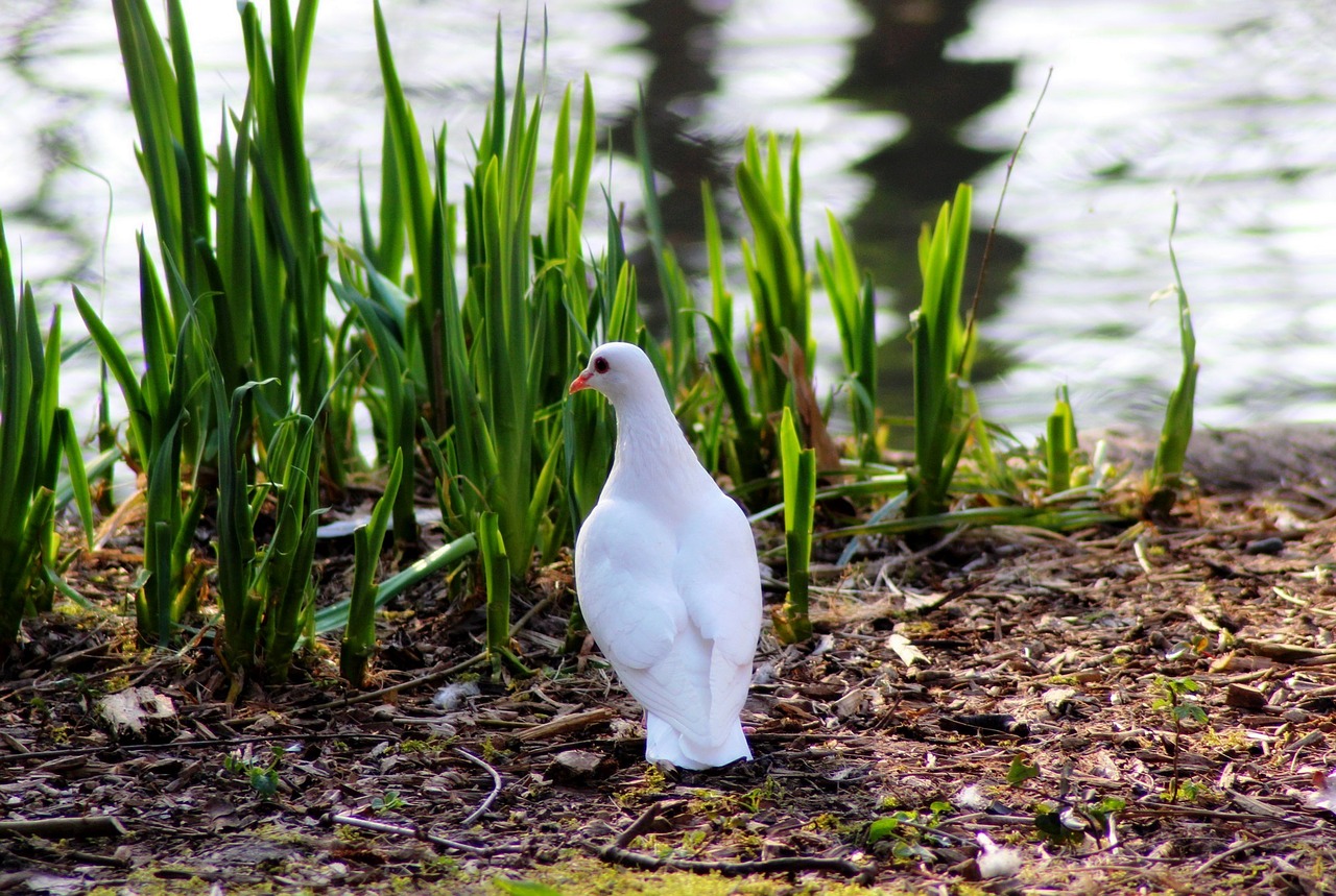 dove bird animals free photo