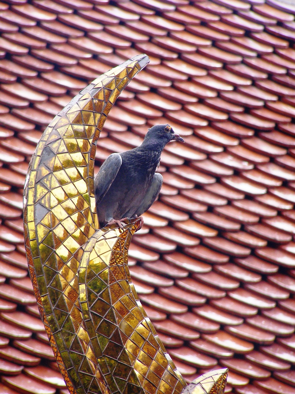 dove bird golden ornament free photo