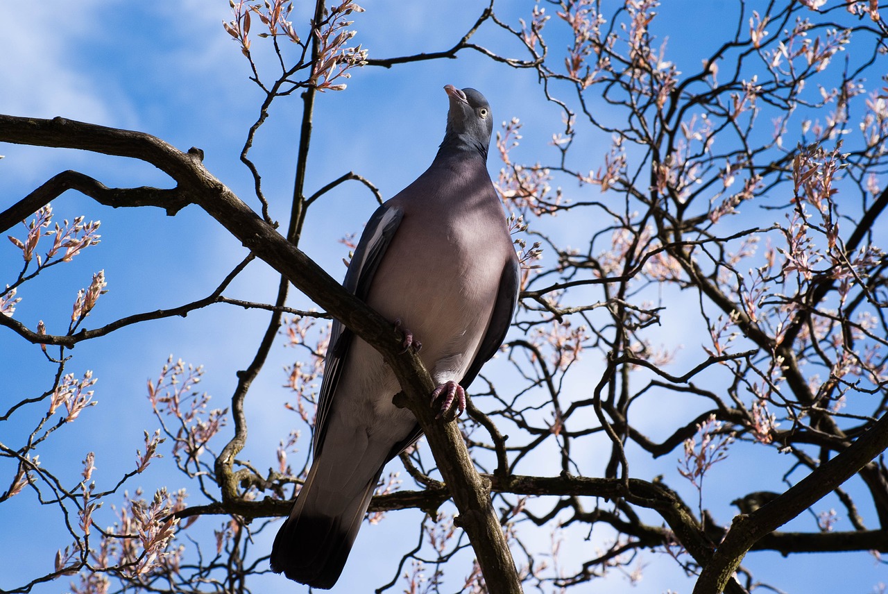 dove spring bird free photo