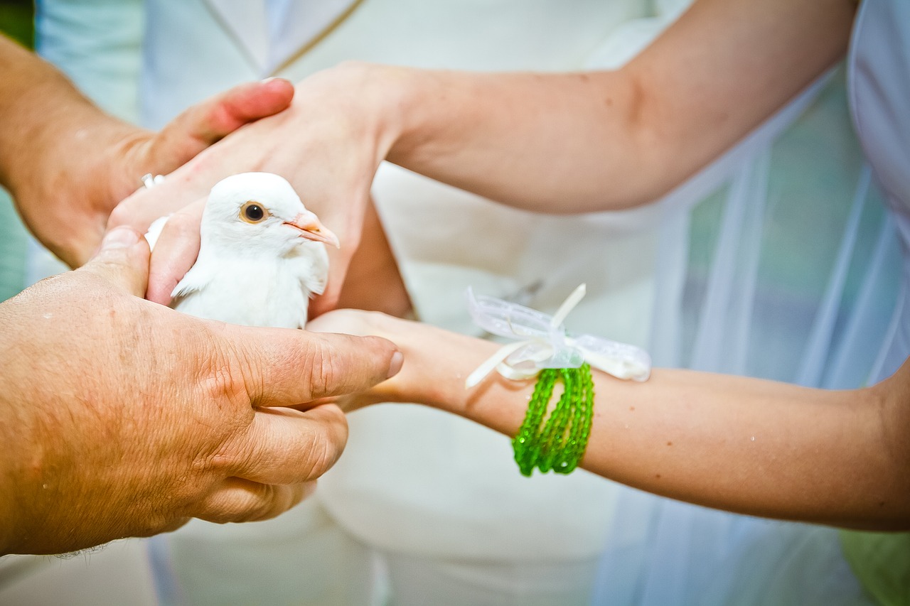 dove white wedding free photo