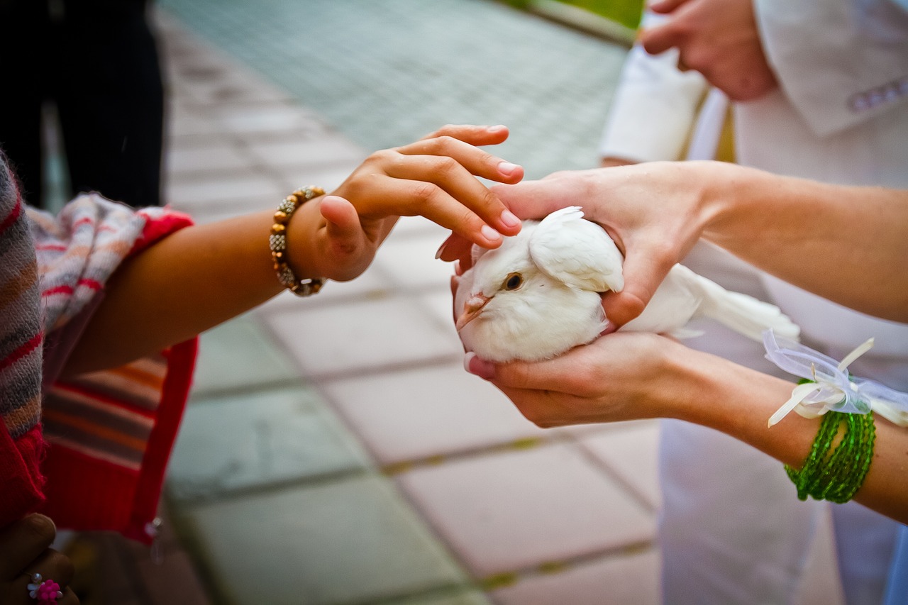 dove the world for the couple free photo