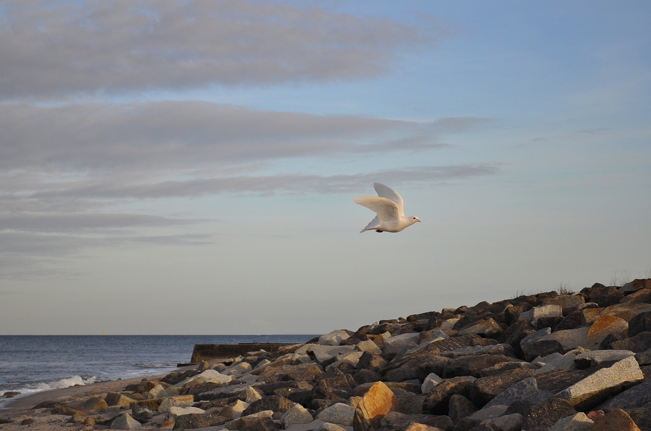 dove baltic sea beach free photo