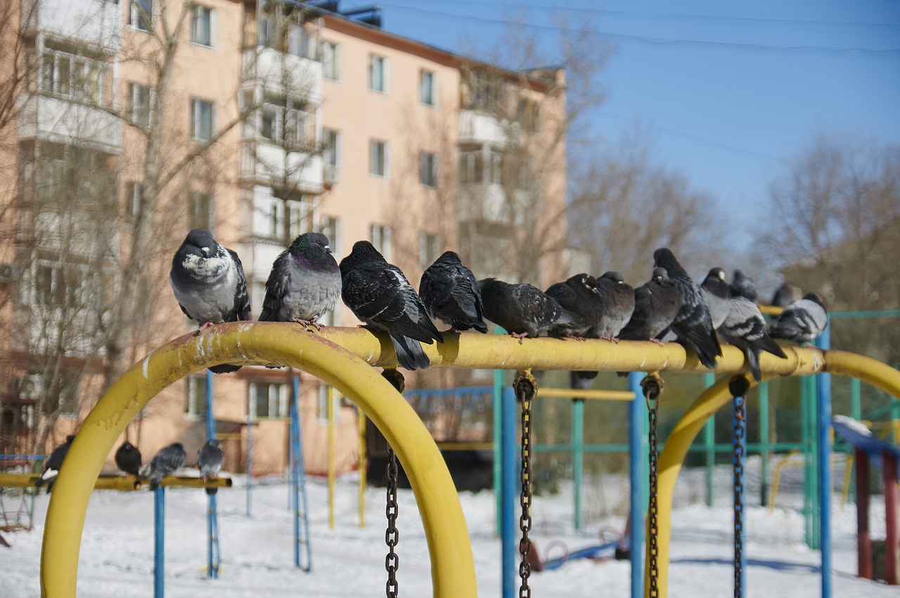 dove winter yard free photo