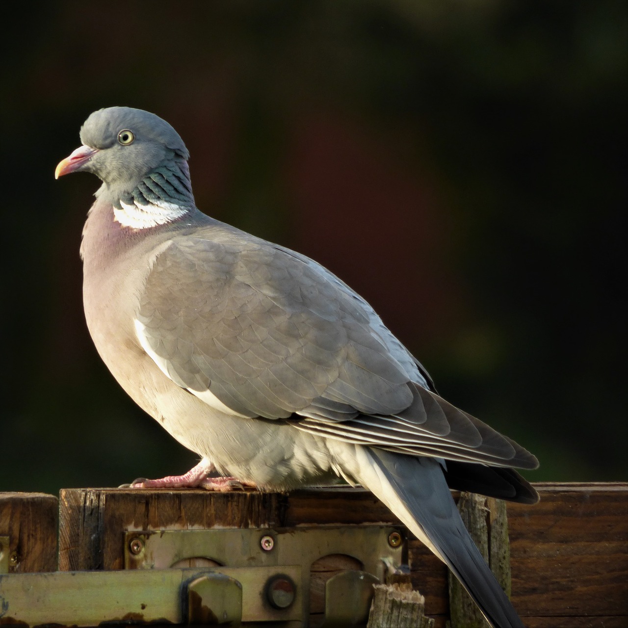 dove plumage bird free photo