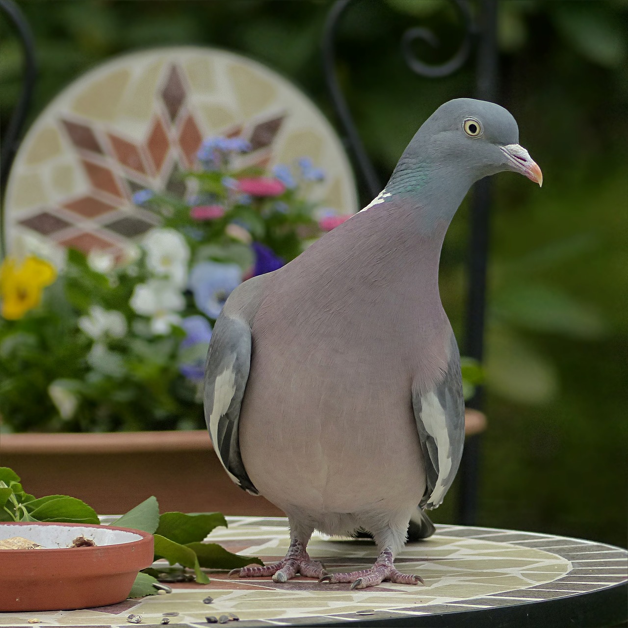 dove ringdove bird free photo