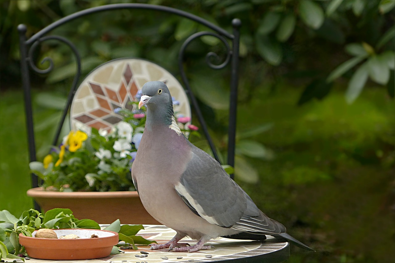 dove ringdove bird free photo