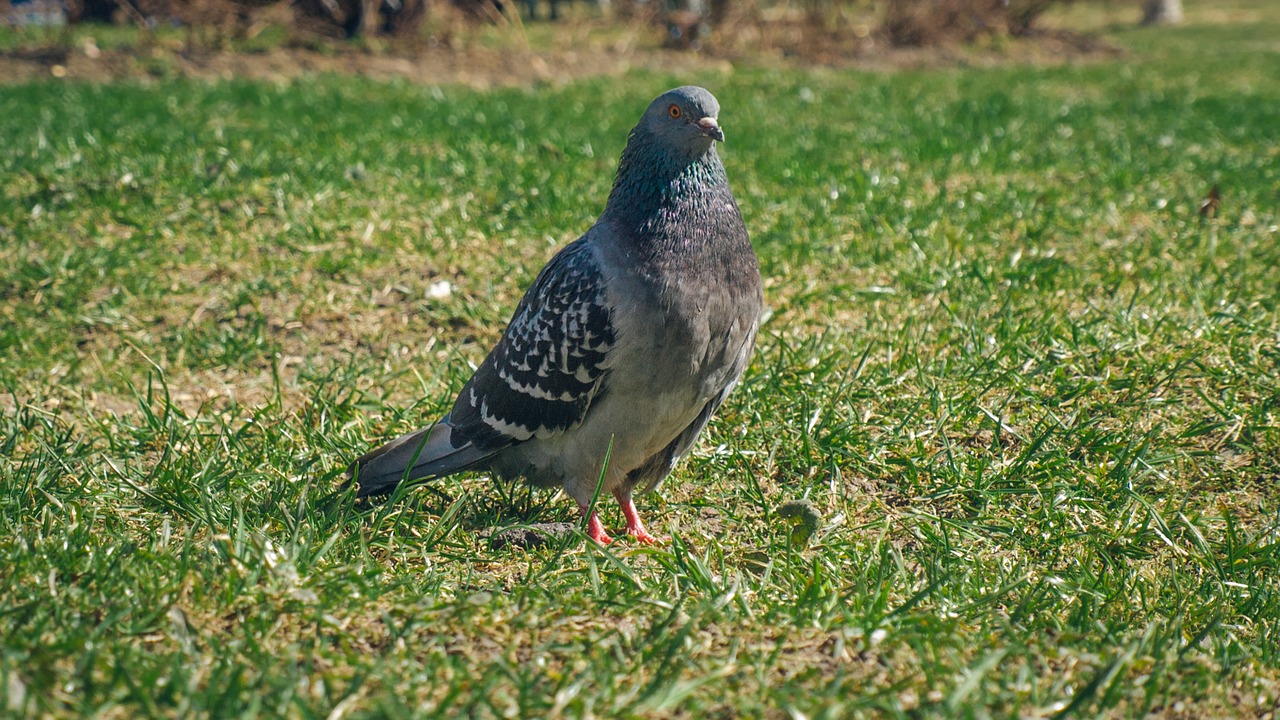 dove dove-colored bird free photo