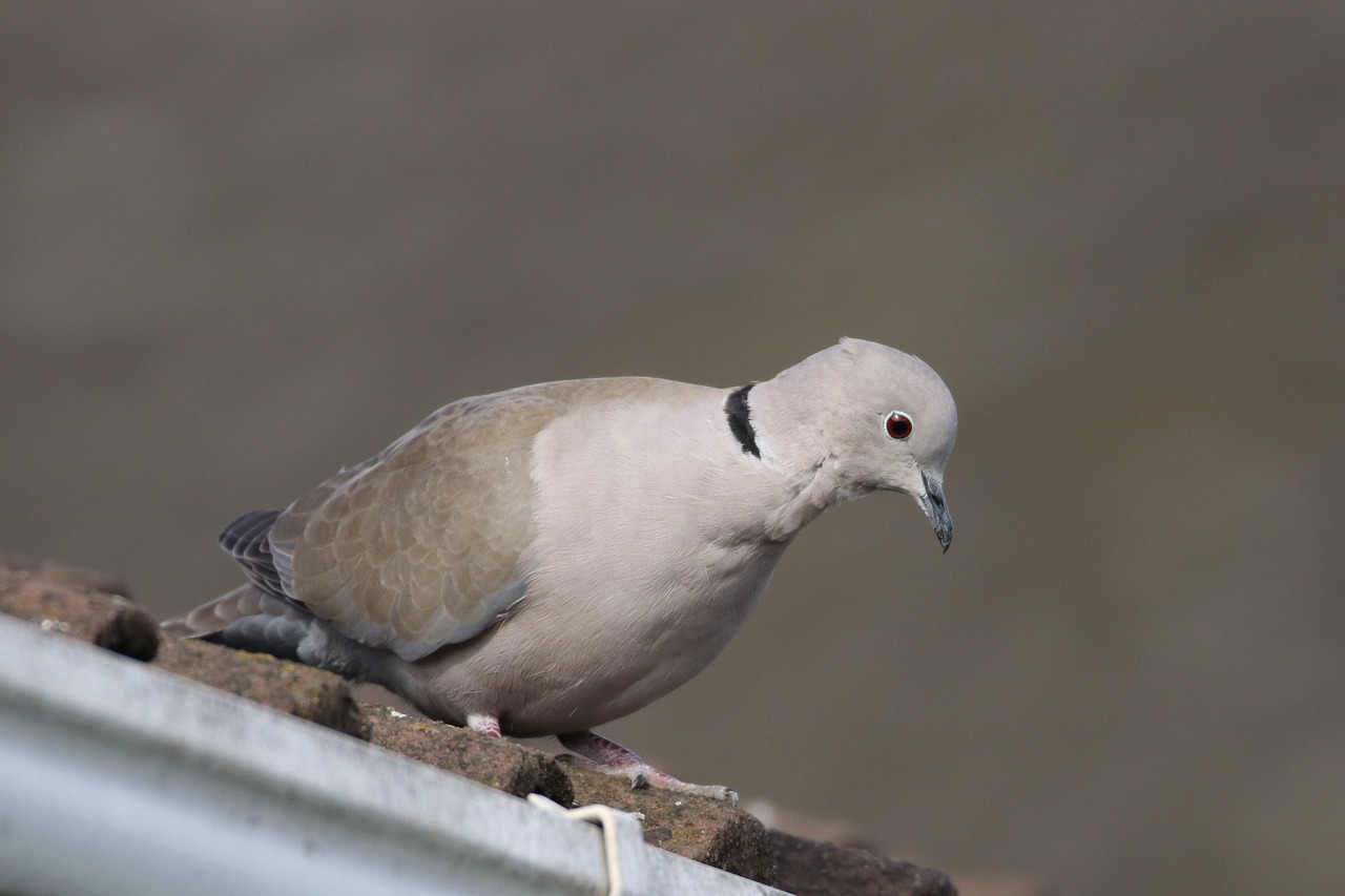 dove bird pigeon free photo