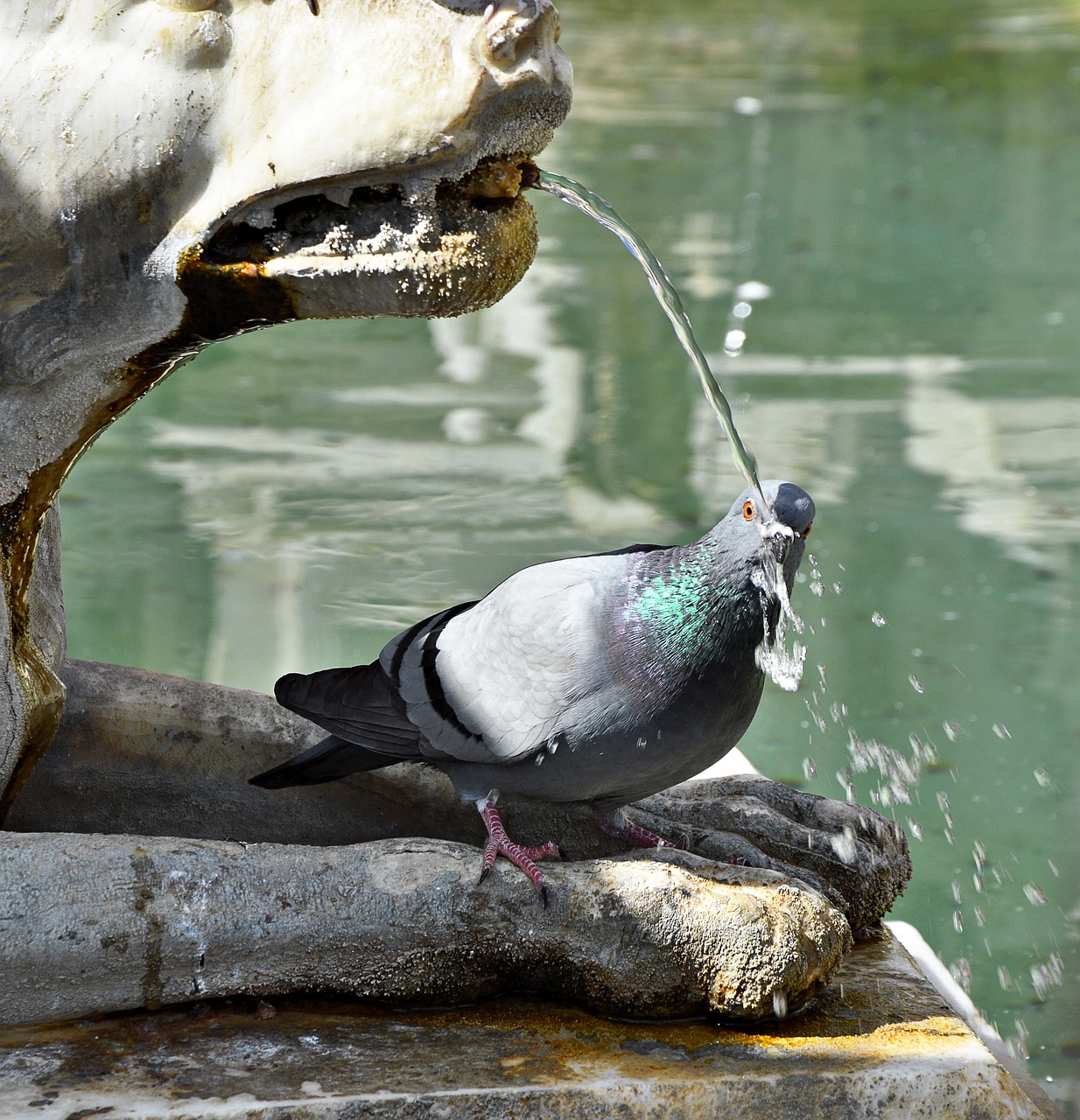 dove drink fountain free photo