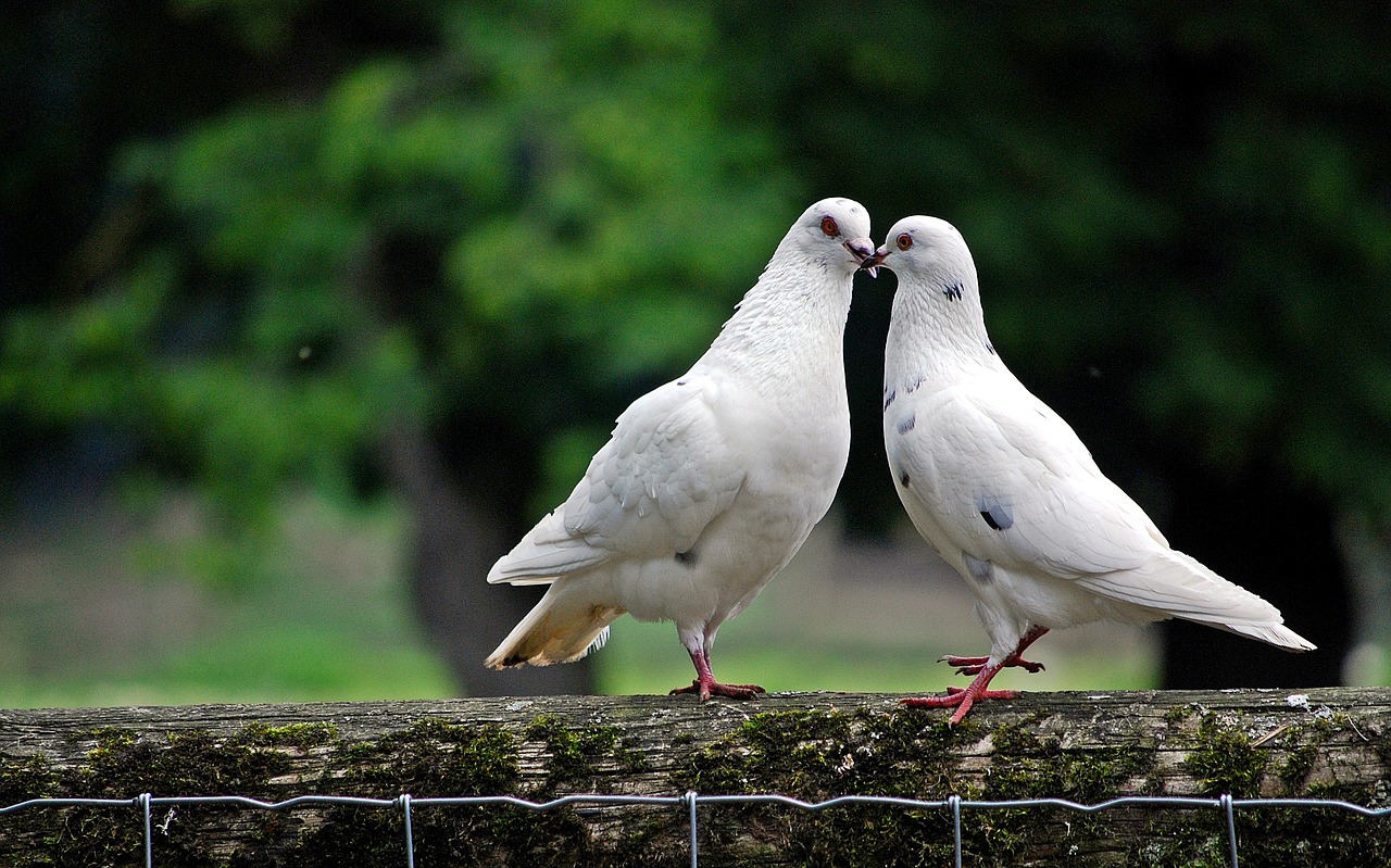 dove bird bird pigeon free photo