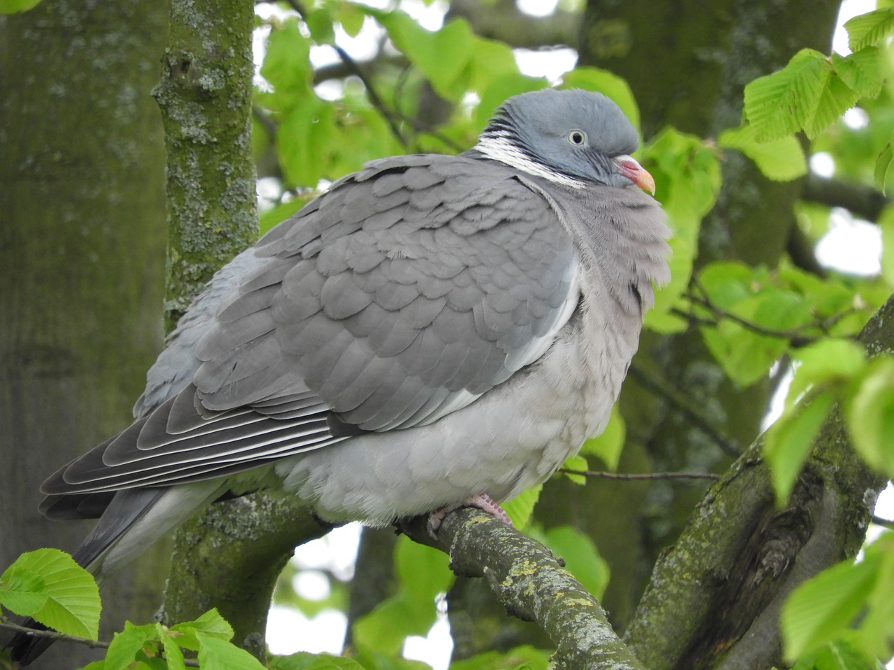 dove plumage bird free photo