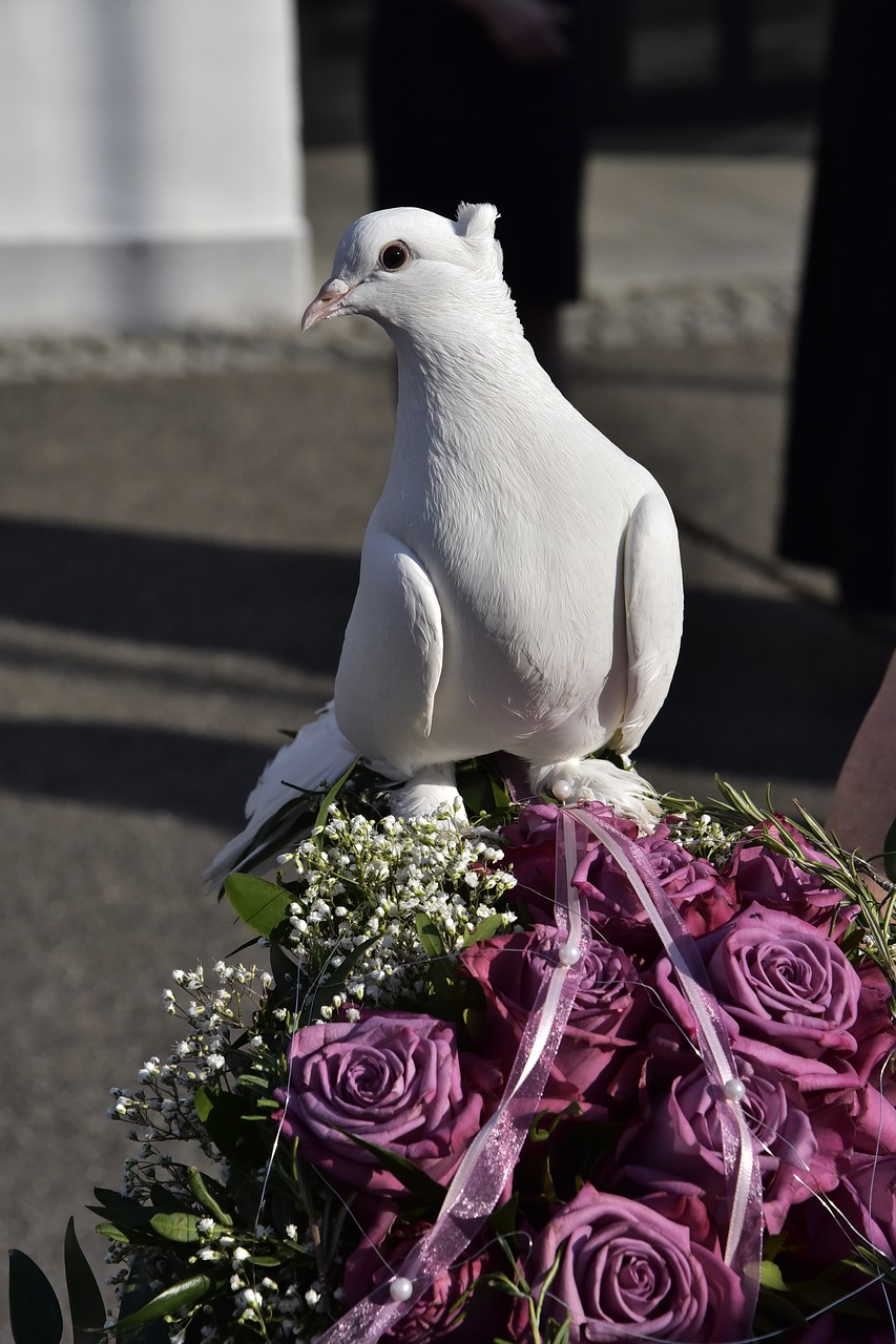 dove bird faith free photo