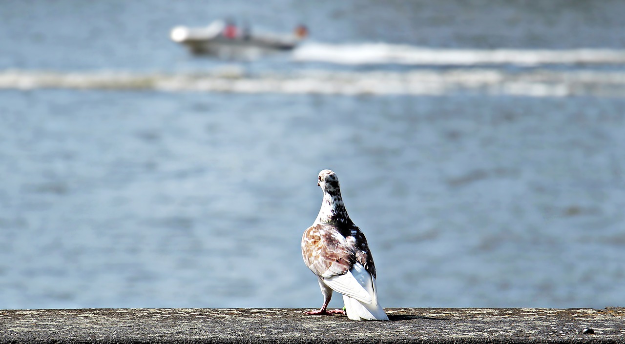 dove rhine boot free photo