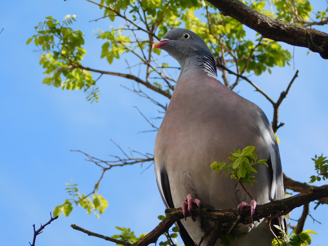 dove on the branch branch free photo