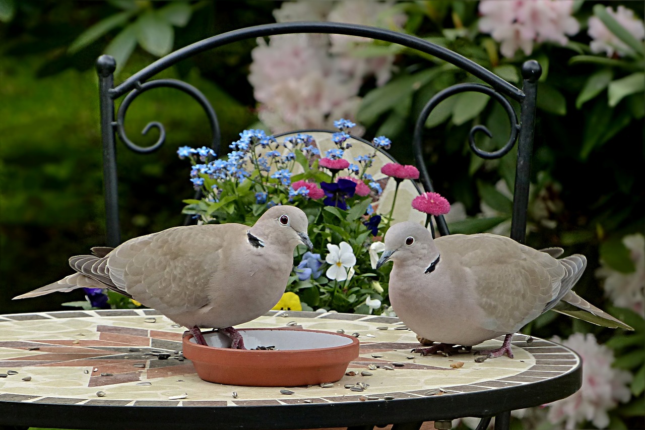 dove collared streptopelia decaocto free photo