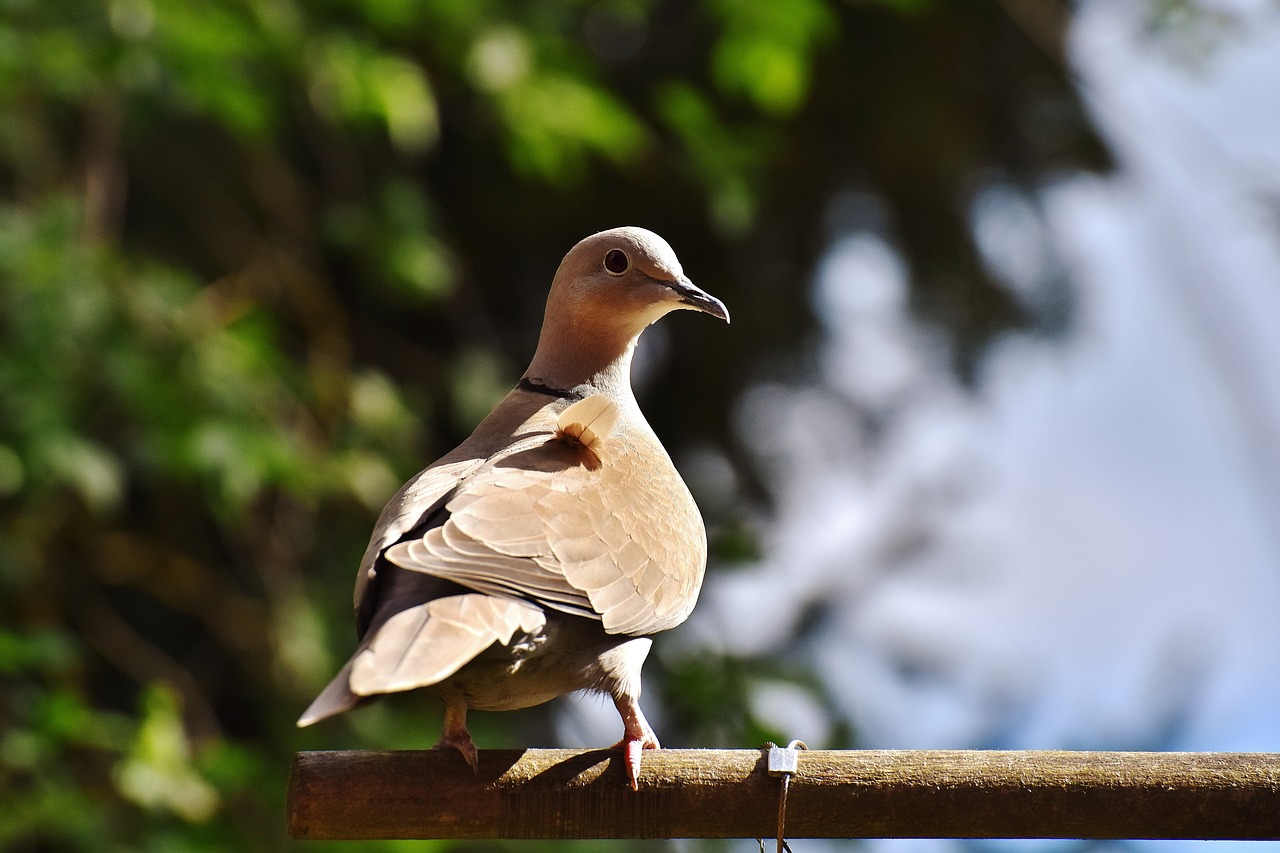 dove collared cute free photo