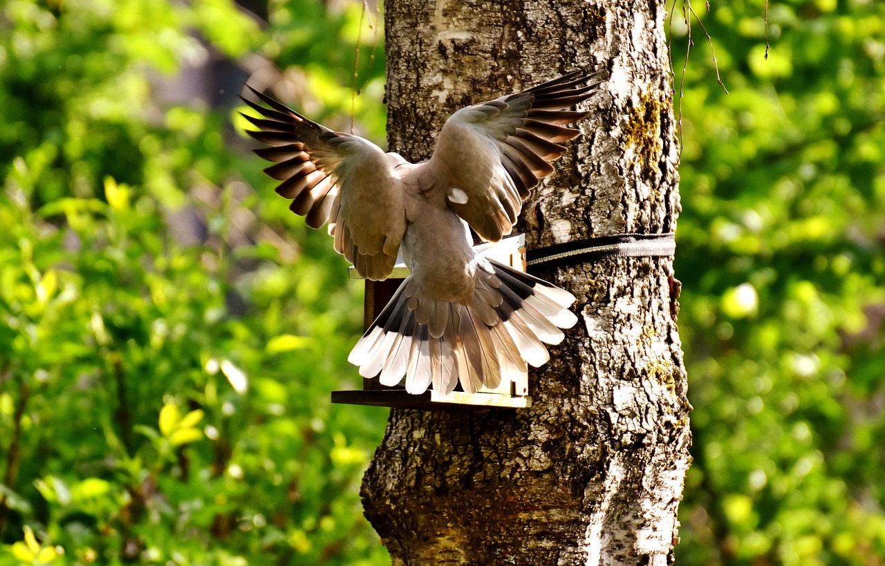 dove approach bird free photo