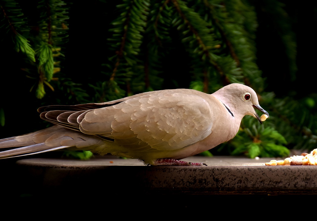 dove eat peanuts free photo