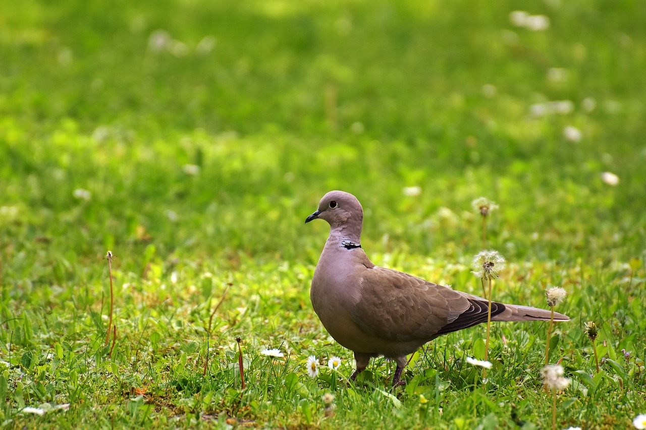 dove meadow collared free photo