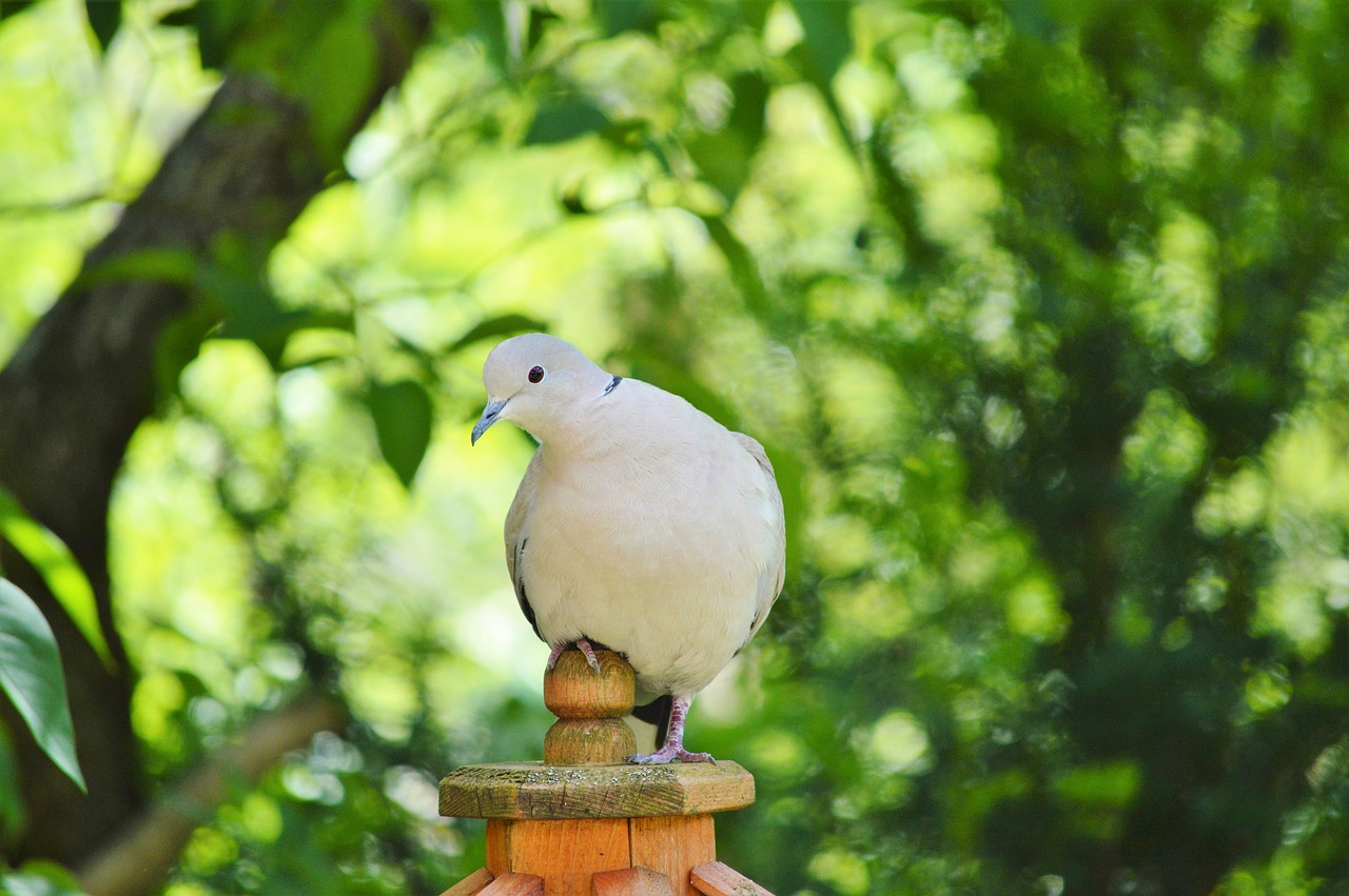 dove bird feather free photo