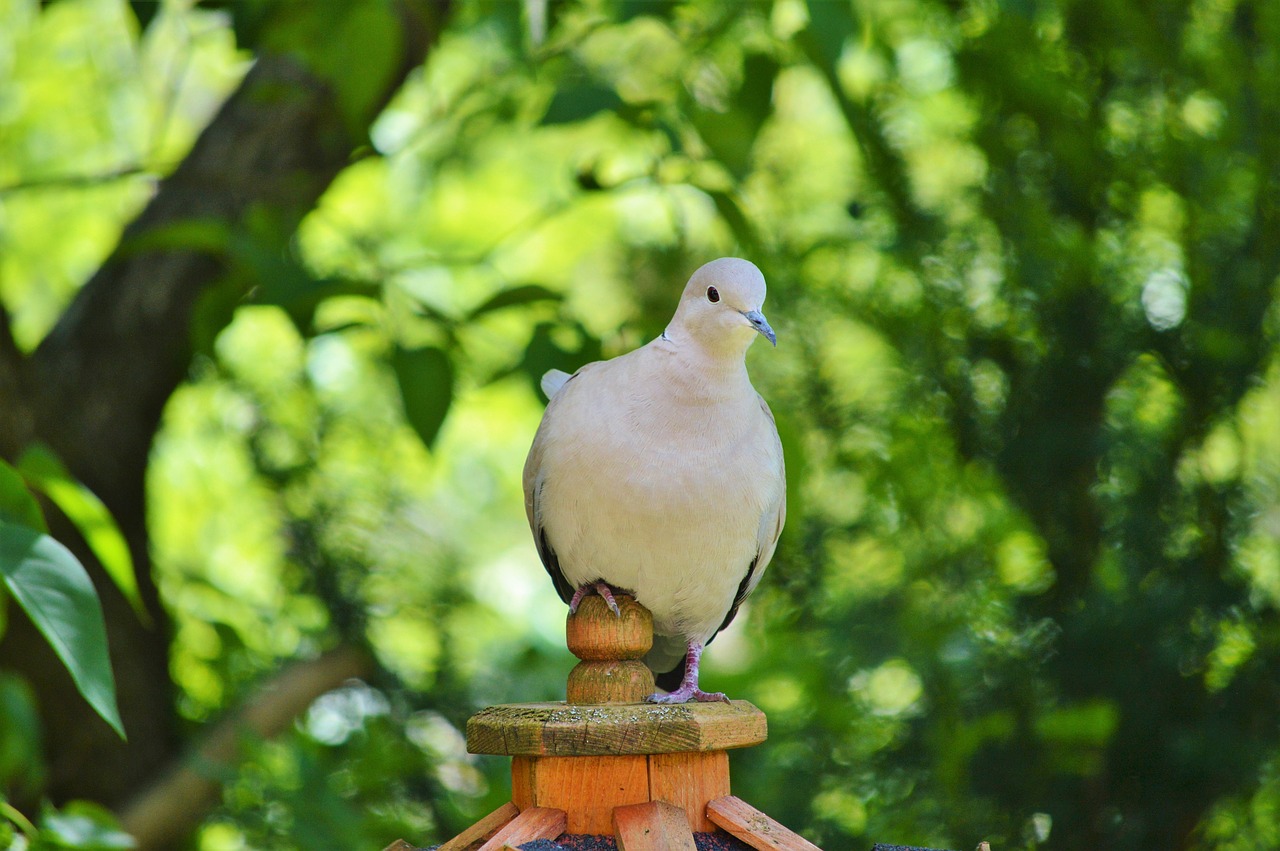 dove bird feather free photo