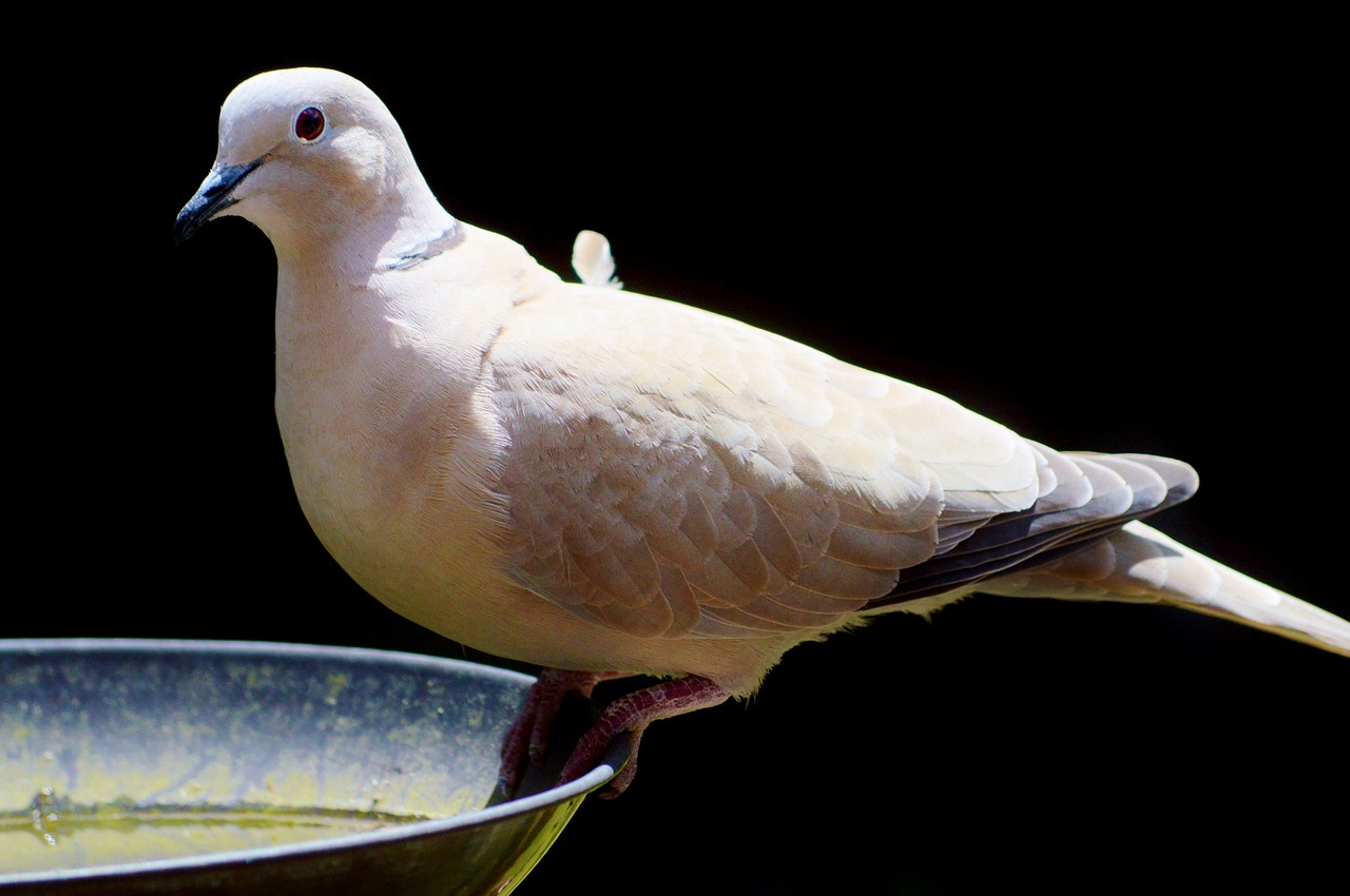 dove bird feather free photo